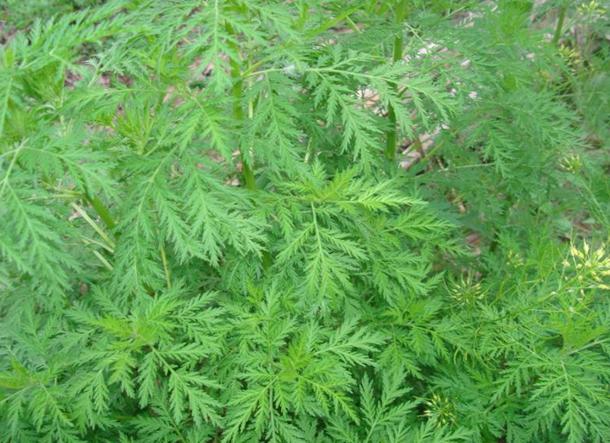 Sweet Annie Artemisia seeds Annua Sagewort WORMWOOD seeds